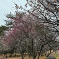 実際訪問したユーザーが直接撮影して投稿した別府公園別府公園の写真