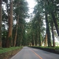 実際訪問したユーザーが直接撮影して投稿した自然名所日光杉並木の写真