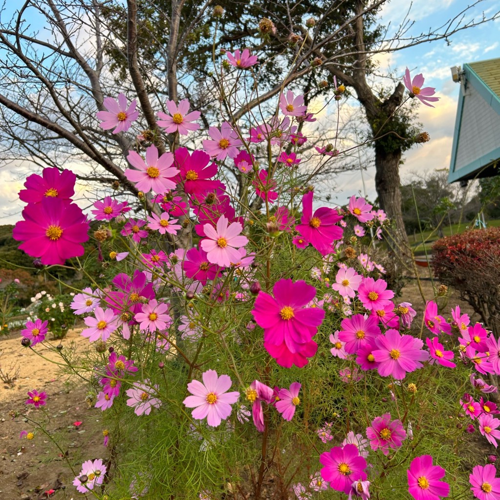 実際訪問したユーザーが直接撮影して投稿した飯富公園袖ケ浦公園の写真