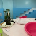 実際訪問したユーザーが直接撮影して投稿したうれし野カフェ保護猫カフェ きゃりこ SOYOCAふじみ野店の写真