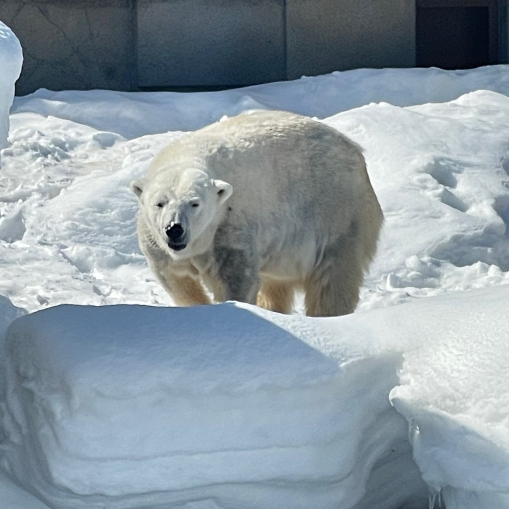 実際訪問したユーザーが直接撮影して投稿した宮ケ丘動物園ホッキョクグマ館の写真