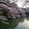 実際訪問したユーザーが直接撮影して投稿した河川千鳥ケ淵の写真