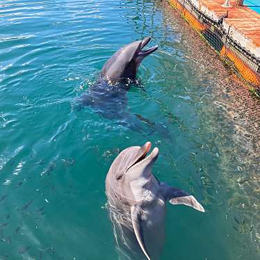 実際訪問したユーザーが直接撮影して投稿した四浦水族館 / アクアリウムうみたま体験パーク つくみイルカ島の写真