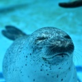 実際訪問したユーザーが直接撮影して投稿した戸賀塩浜水族館 / アクアリウム男鹿水族館GAOの写真