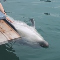 実際訪問したユーザーが直接撮影して投稿した松島町合津水族館 / アクアリウム天草パールガーデン&海中水族館シードーナツの写真