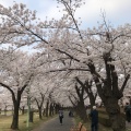 実際訪問したユーザーが直接撮影して投稿した開成公園開成山公園の写真