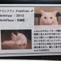 実際訪問したユーザーが直接撮影して投稿した雷門テーマカフェ猫カフェ きゃらふの写真