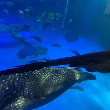 実際訪問したユーザーが直接撮影して投稿した越坂水族館 / アクアリウムのと海洋ふれあいセンターの写真