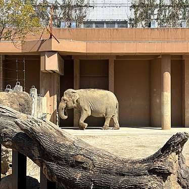 実際訪問したユーザーが直接撮影して投稿した東山元町動物園アジアゾウ舎 ゾージアムの写真