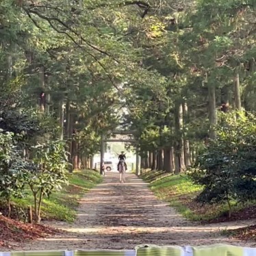 実際訪問したユーザーが直接撮影して投稿した南金丸自然名所那須神社の杉並木の写真