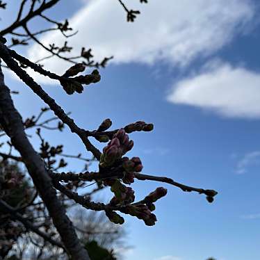 実際訪問したユーザーが直接撮影して投稿した田島公園桜草公園の写真