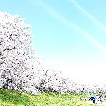 淀川河川公園背割堤地区のundefinedに実際訪問訪問したユーザーunknownさんが新しく投稿した新着口コミの写真