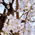 実際訪問したユーザーが直接撮影して投稿した八幡町公園武蔵野中央公園の写真