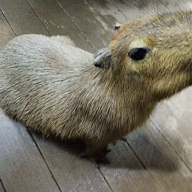 カワスイ川崎水族館のundefinedに実際訪問訪問したユーザーunknownさんが新しく投稿した新着口コミの写真