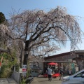 実際訪問したユーザーが直接撮影して投稿した飯坂町中野和カフェ / 甘味処茶屋かもしか庵の写真