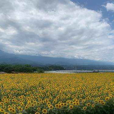 実際訪問したユーザーが直接撮影して投稿した明野町上手観光施設北杜市明野サンフラワーフェス 農村公園会場の写真