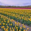 実際訪問したユーザーが直接撮影して投稿した築地公園長池憩いの森公園の写真