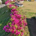 実際訪問したユーザーが直接撮影して投稿した竹島町公園竹島公園の写真