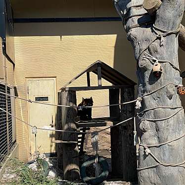 実際訪問したユーザーが直接撮影して投稿した東旭川町倉沼動物園レッサーパンダ舎の写真