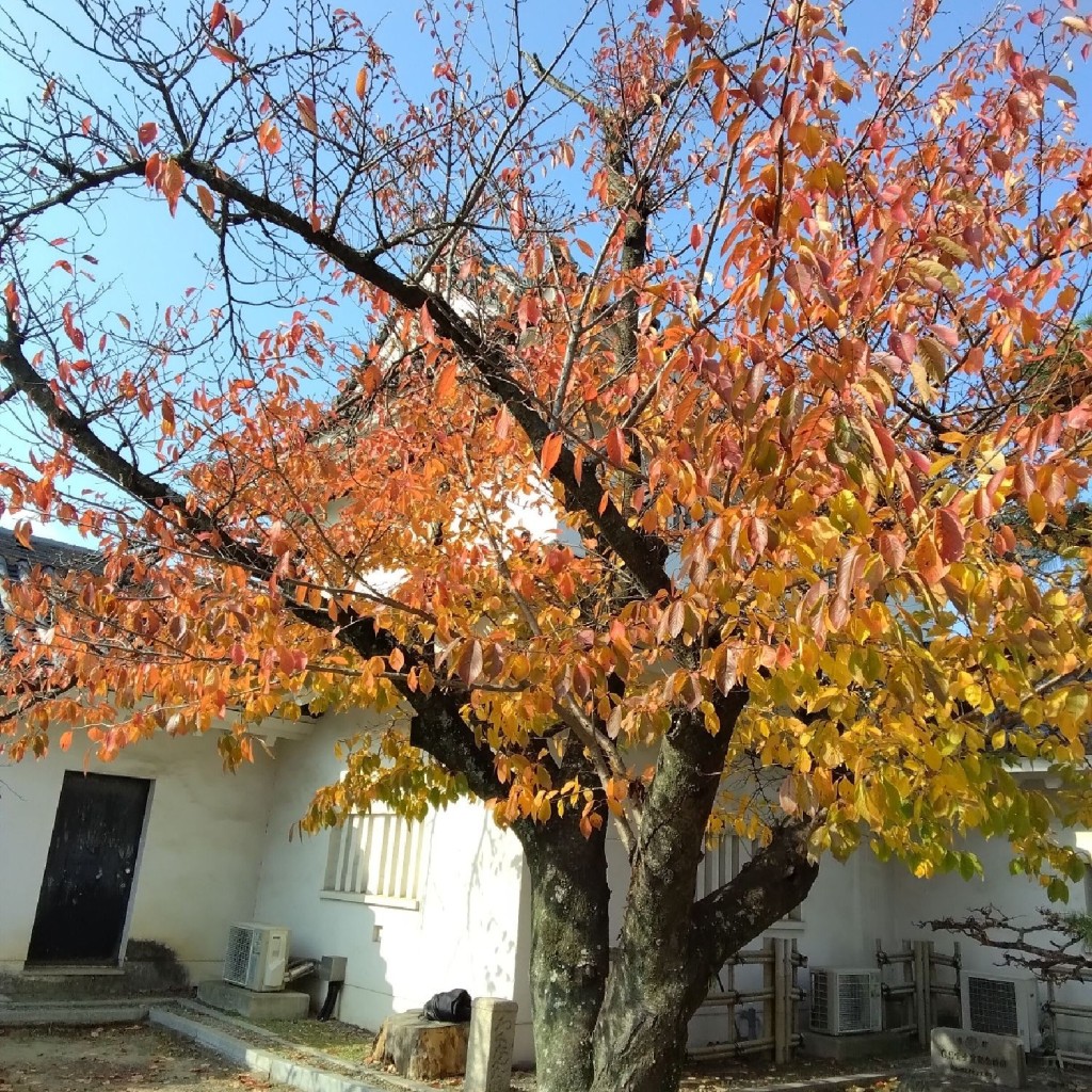 新免無二さんが投稿した岸城町城 / 城跡のお店岸和田城本丸西二層櫓跡/キシワダジョウホンマルニシニソウヤグラアトの写真