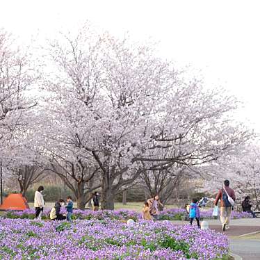 ちくわこさんが投稿した駒井野公園のお店成田市さくらの山/ナリタシサクラノヤマの写真