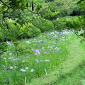 実際訪問したユーザーが直接撮影して投稿した白山植物園 / 樹木園小石川植物園の写真