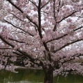 実際訪問したユーザーが直接撮影して投稿した明石公園公園明石公園の写真