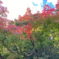 実際訪問したユーザーが直接撮影して投稿した戸塚町庭園大隈庭園の写真