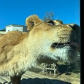 実際訪問したユーザーが直接撮影して投稿した程久保動物園多摩動物公園の写真