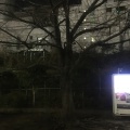 実際訪問したユーザーが直接撮影して投稿した神宮前公園神宮通公園の写真