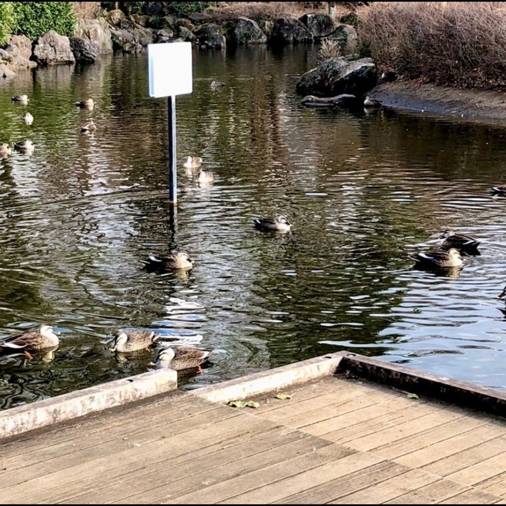 実際訪問したユーザーが直接撮影して投稿した下九沢公園相模原北公園 水辺の広場の写真