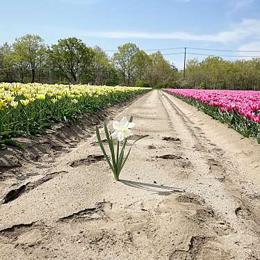 実際訪問したユーザーが直接撮影して投稿した夏井公園胎内市胎内フラワーパークの写真