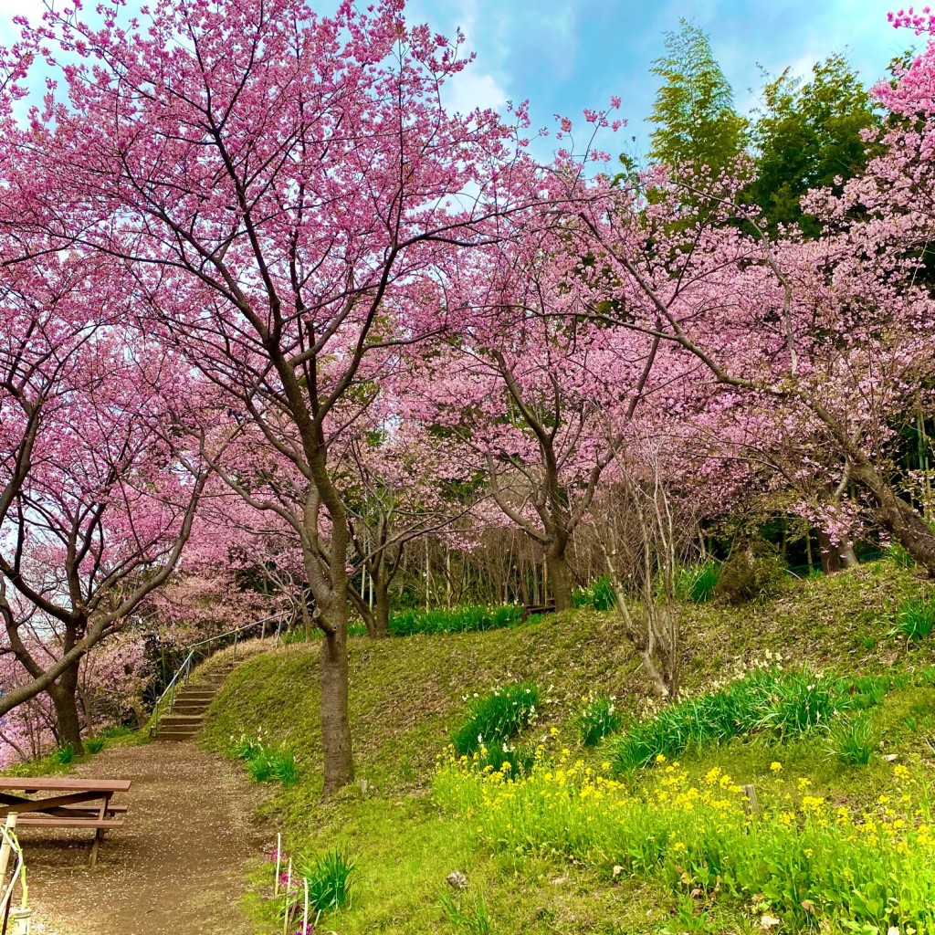 実際訪問したユーザーが直接撮影して投稿した北子安花のきれいなスポットコスモチェリーガーデンの写真