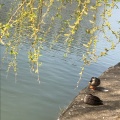 実際訪問したユーザーが直接撮影して投稿した開成公園開成山公園の写真