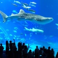 実際訪問したユーザーが直接撮影して投稿した石川水族館 / アクアリウム沖縄美ら海水族館の写真