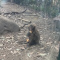 実際訪問したユーザーが直接撮影して投稿した健軍動物園熊本市動植物園の写真