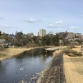 実際訪問したユーザーが直接撮影して投稿した桜ケ岡公園河川広瀬川の写真