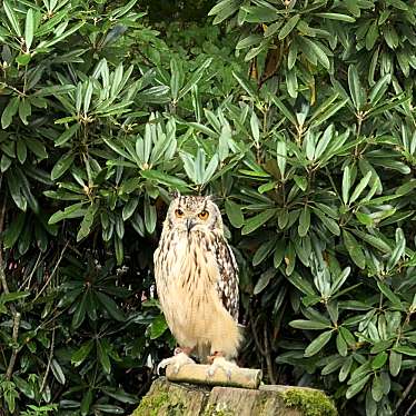 実際訪問したユーザーが直接撮影して投稿した芦田八ケ野遊園地 / テーマパーク白樺リゾート 池の平ファミリーランドの写真