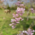 実際訪問したユーザーが直接撮影して投稿した手宮公園手宮公園の写真