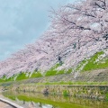 実際訪問したユーザーが直接撮影して投稿した恋の窪河川佐保川の写真