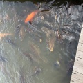 実際訪問したユーザーが直接撮影して投稿した高松湖沼 / 池高松の池の写真