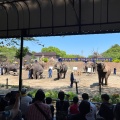 実際訪問したユーザーが直接撮影して投稿した山小川動物園アニマルワンダーリゾウト 市原ぞうの国の写真