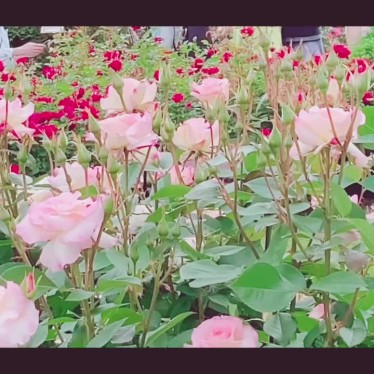 京都府立植物園のundefinedに実際訪問訪問したユーザーunknownさんが新しく投稿した新着口コミの写真