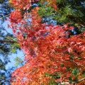 実際訪問したユーザーが直接撮影して投稿した三波川公園桜山公園の写真