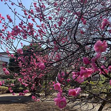 実際訪問したユーザーが直接撮影して投稿した吉祥寺北町公園はなもみじ公園の写真