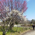 実際訪問したユーザーが直接撮影して投稿した公園町公園豊公園の写真