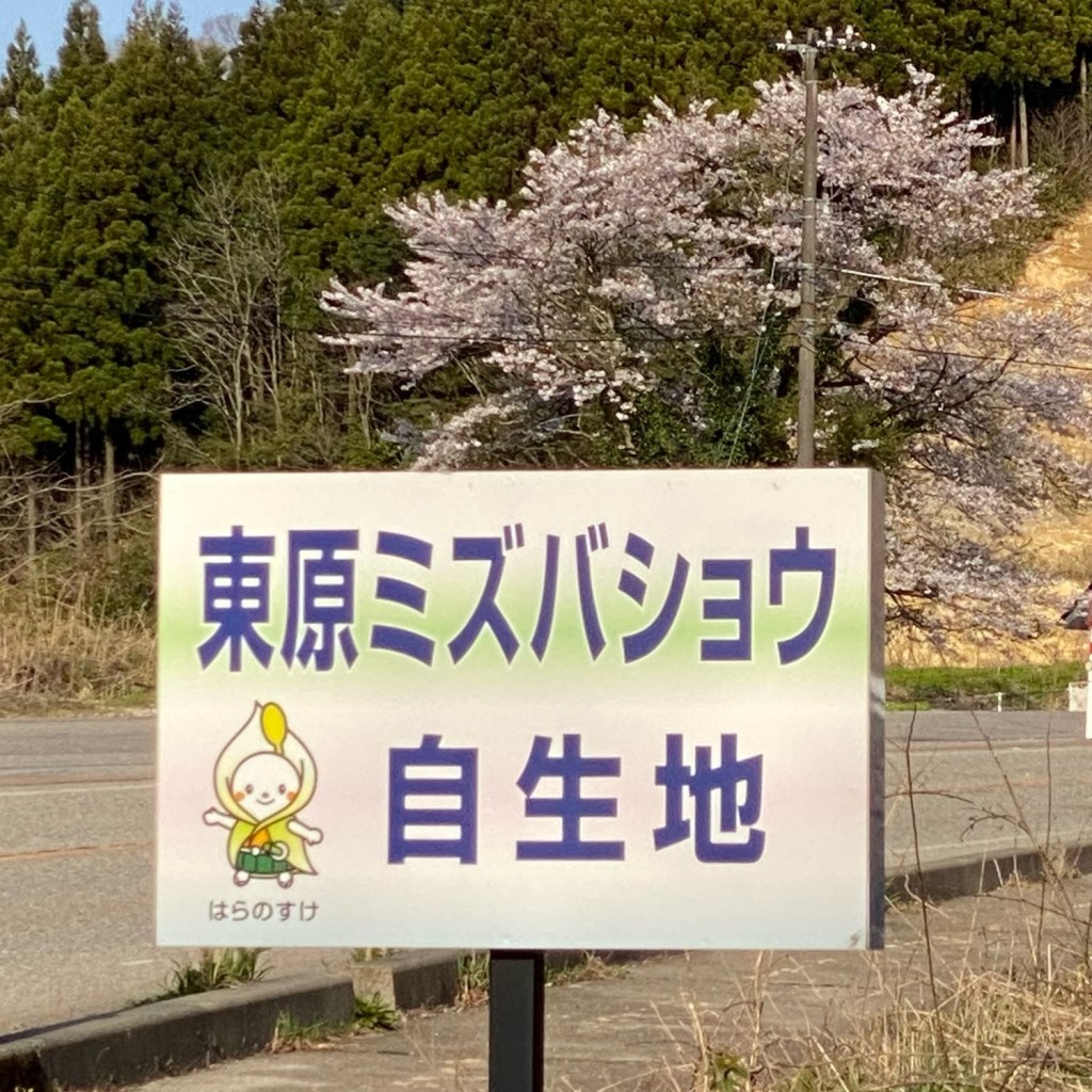 実際訪問したユーザーが直接撮影して投稿した東原町地域名所東原のみずばしょう自生地の写真