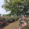 実際訪問したユーザーが直接撮影して投稿した駕与丁公園駕与丁公園の写真