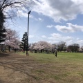 実際訪問したユーザーが直接撮影して投稿した八幡町公園武蔵野中央公園の写真