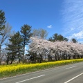 実際訪問したユーザーが直接撮影して投稿した散策路桜と菜の花ロードの写真